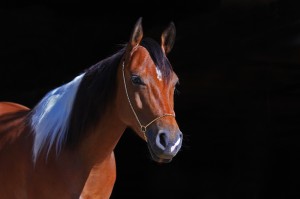Starlight